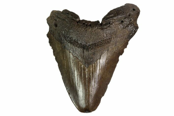 Bargain, Fossil Megalodon Tooth - Georgia #159749